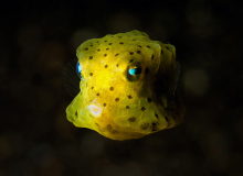 _DSC0866_600x450