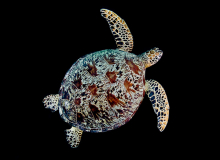_DSC1553_600x450
